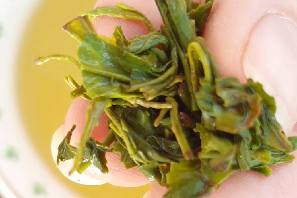 How Much Green Tea Should I Drink A Day Tielka how-much-green-tea-should-i-drink-a-day-tielka