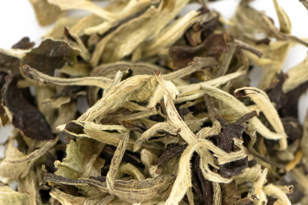 White Tea Revelation | What's All The Fuss About Anyway?